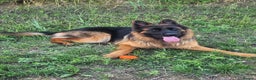 German Shepherd dogs for sale: Beautiful male German Shepherd  - Advert 7