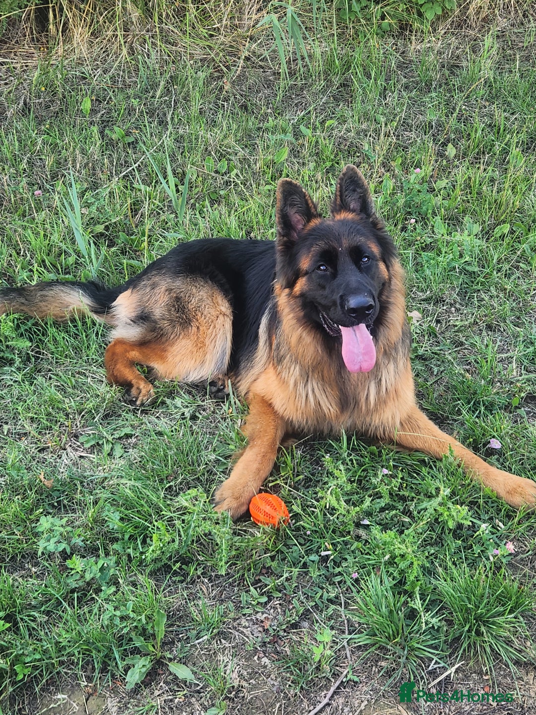 German Shepherd dogs for sale: Beautiful male German Shepherd  - Advert 7