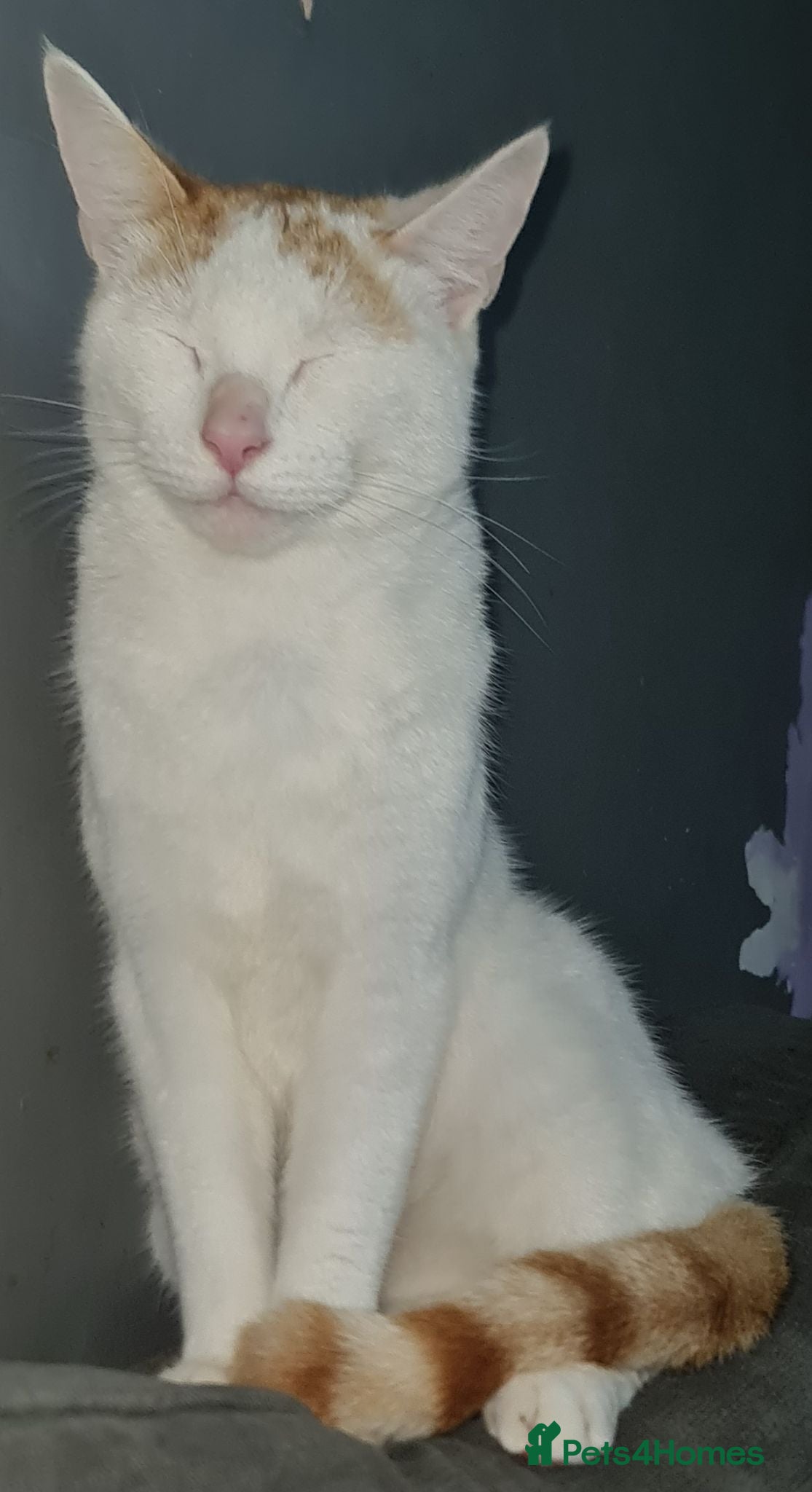 Domestic Shorthair cats 3 cats need rehoming asap  - Advert 3