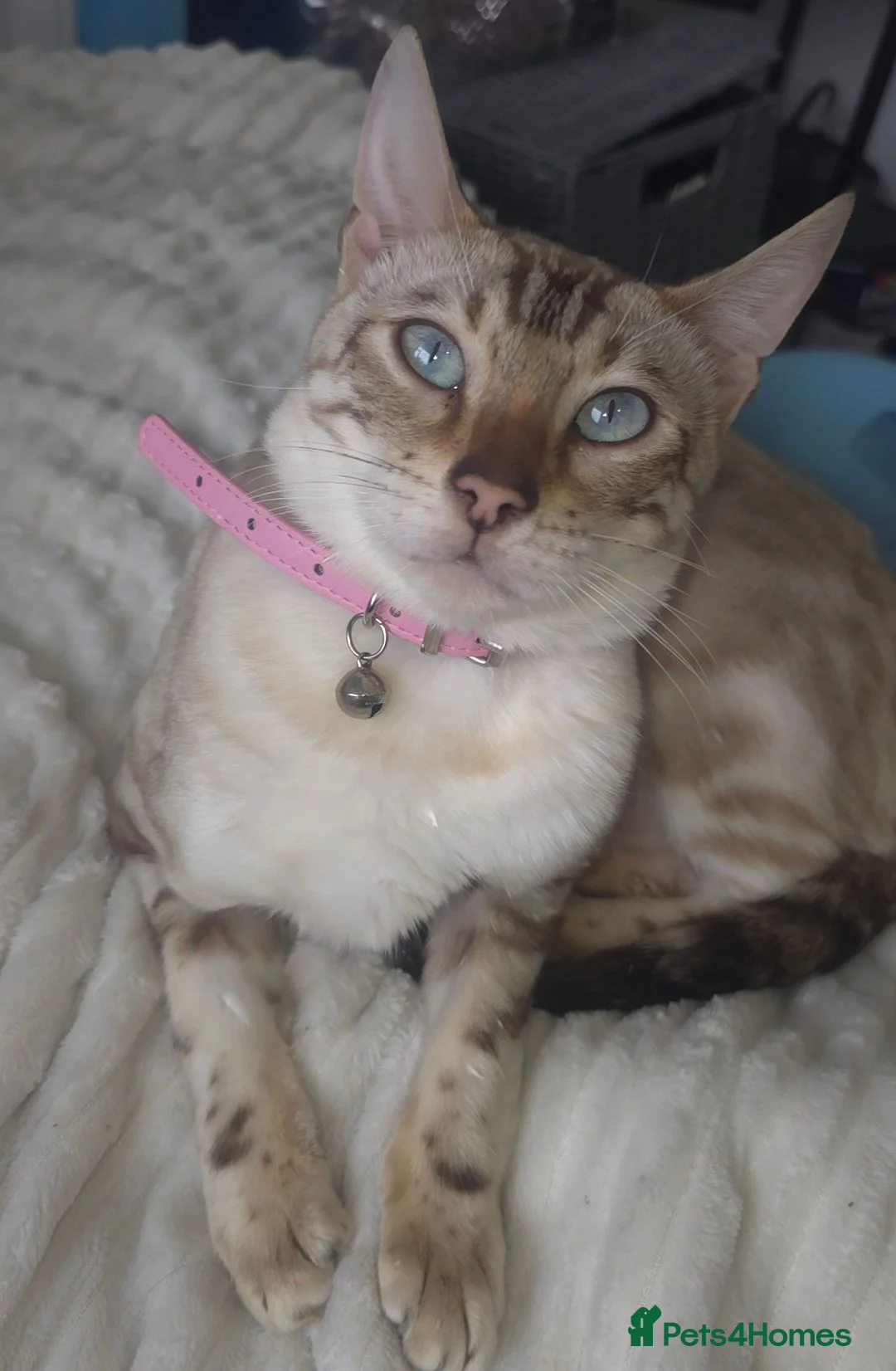 Bengal cats for sale: TICA bengal female  - Advert 1
