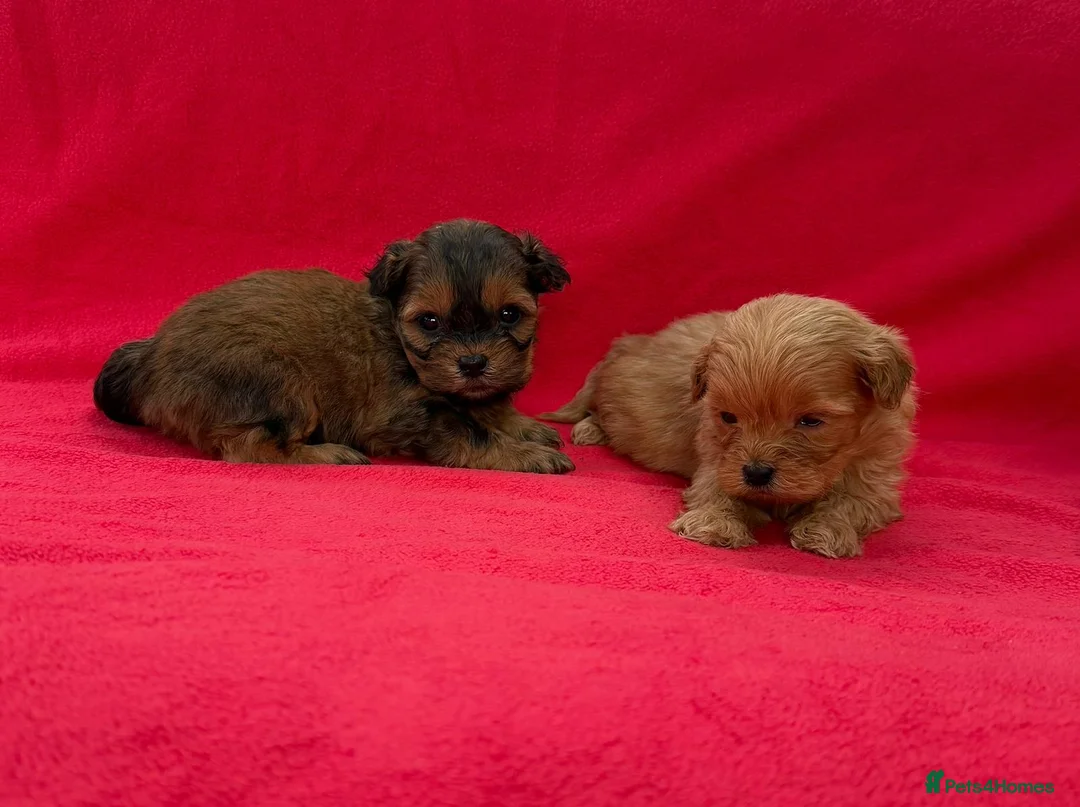 Shihpoo dogs for sale: Shihpoo pups for sale - Advert 9
