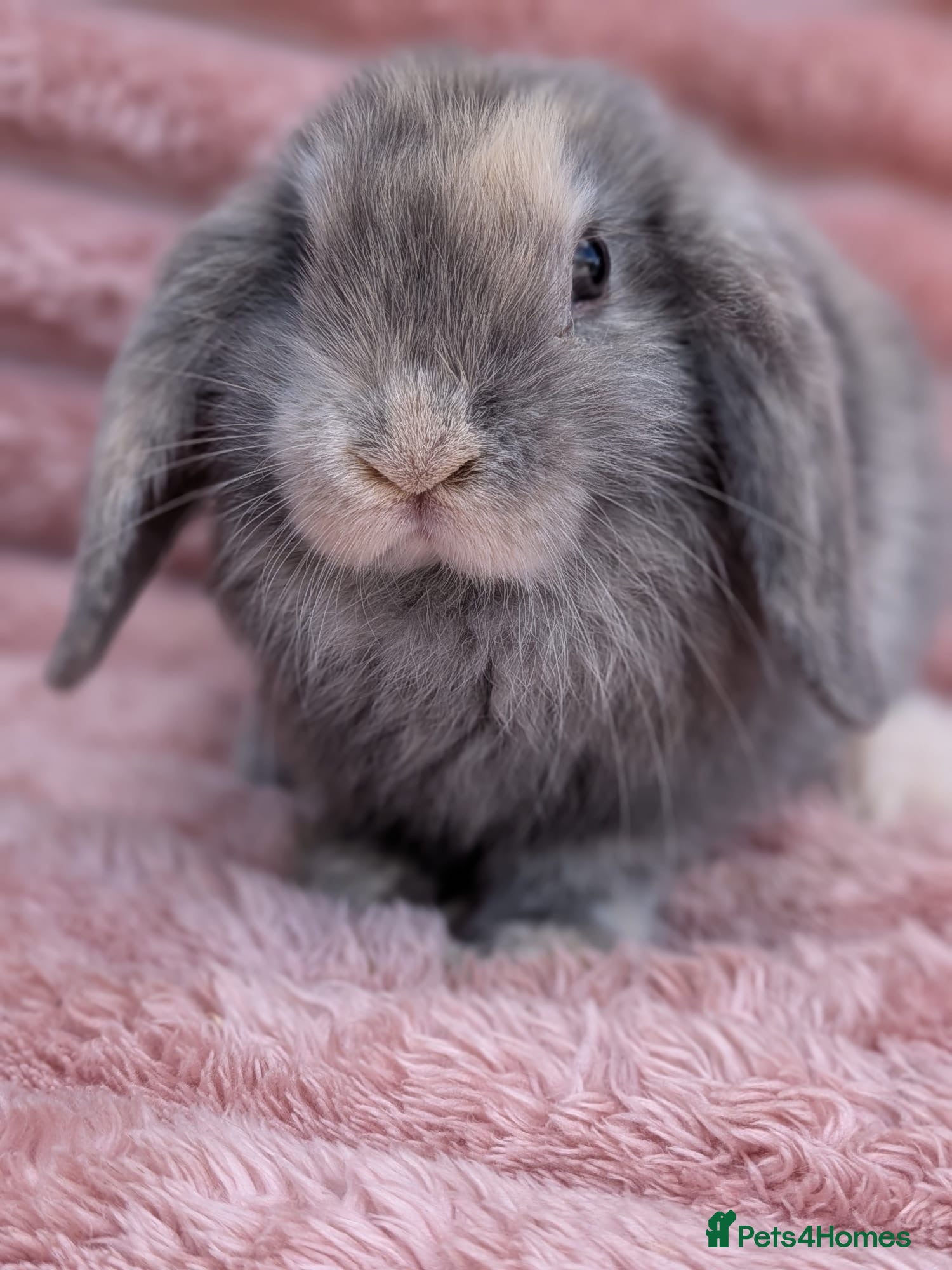 Mini Lop rabbits Mini lop boys  - Advert 11