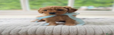 Cavapoo Puppy 4