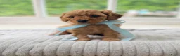 Cavapoo dogs for sale: Health tested Cavapoo puppies - Advert 7