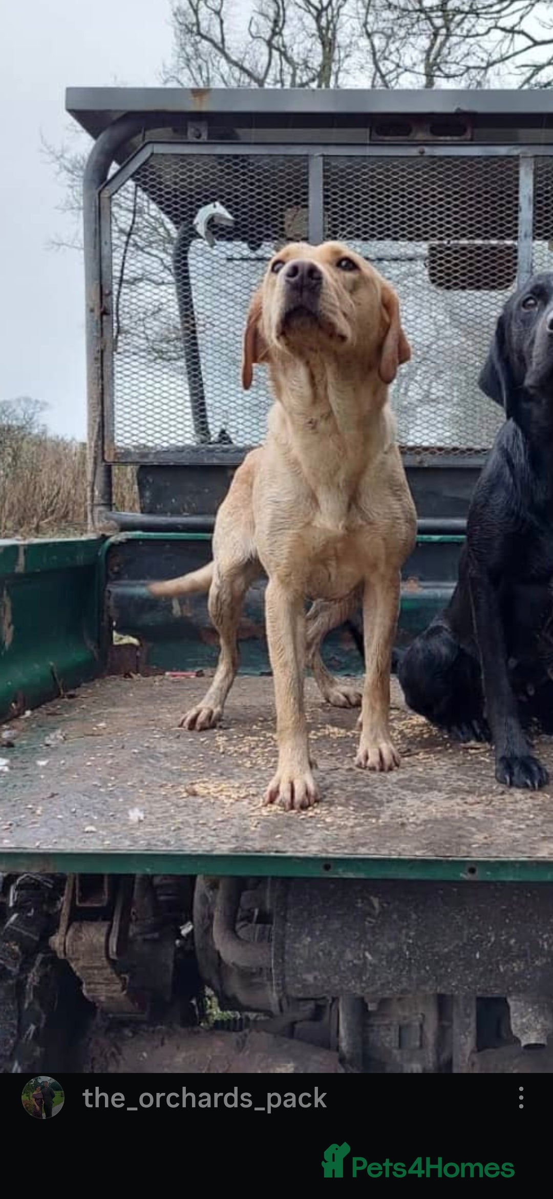 Labrador Retriever dogs for sale: Labrador puppies - Advert 2