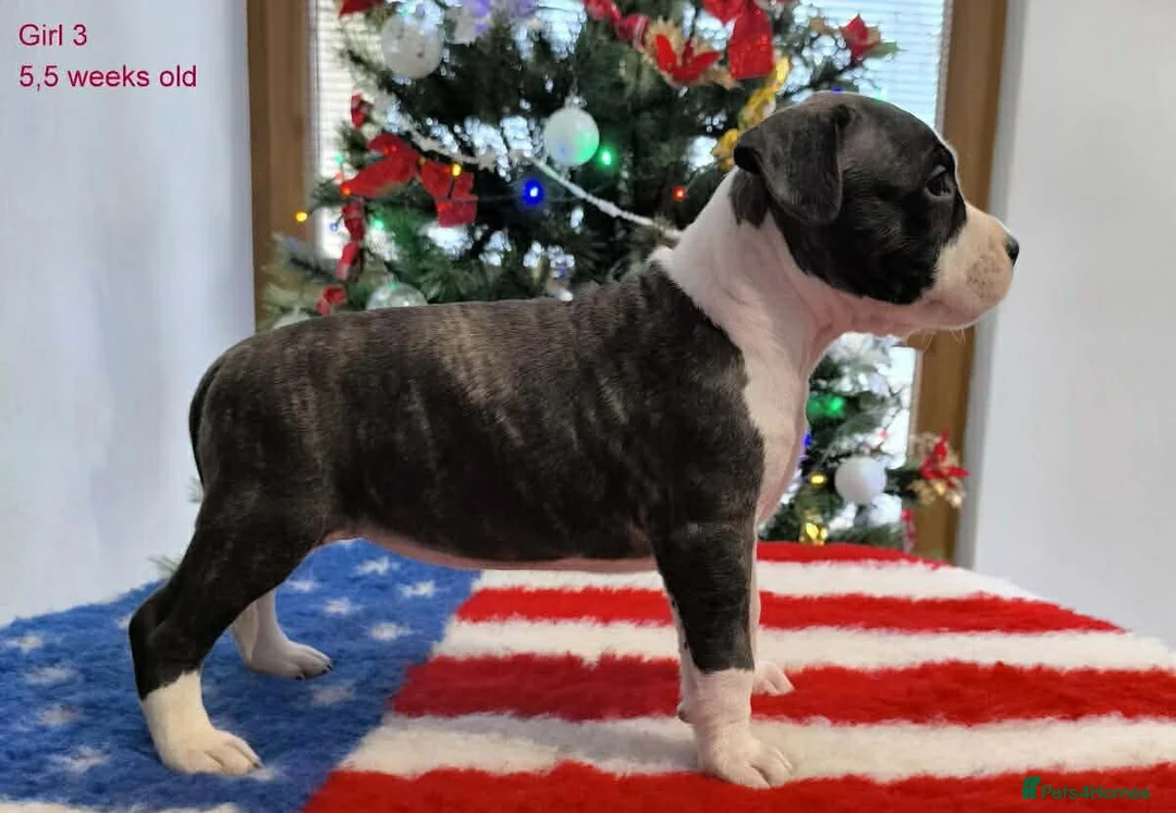 Staffordshire Bull Terrier dogs for sale: ❤️ beautiful Staffordshire puppies 🐶 - Advert 1