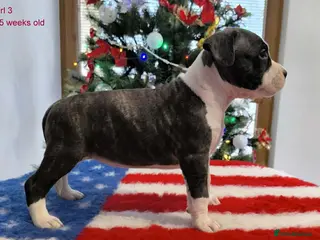 Staffordshire Bull Terrier dogs ❤️ beautiful Staffordshire puppies 🐶 - Advert 1