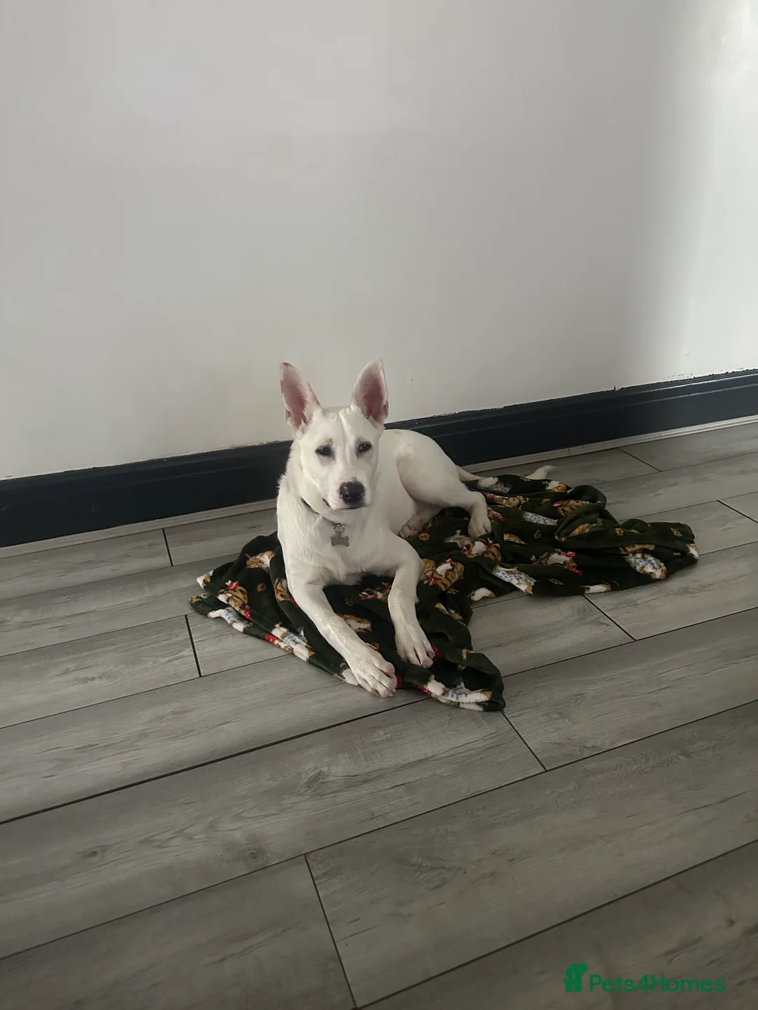 Mixed Breed dogs for sale: Mixed Belgian Malinois  - Advert 5