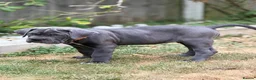 Cane Corso dogs for sale: Last Adorable Puppy Blue Cane Corso available - Advert 7
