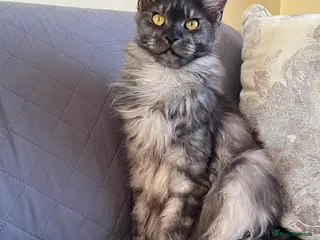 Maine Coon cats Pure Breed Maine Coon Kittens - Advert 3