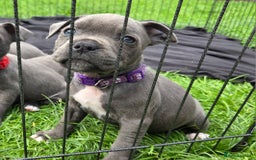 Staffordshire Bull Terrier dogs for sale: Reduced, remaining 2 KC Blue SBT - Image 15