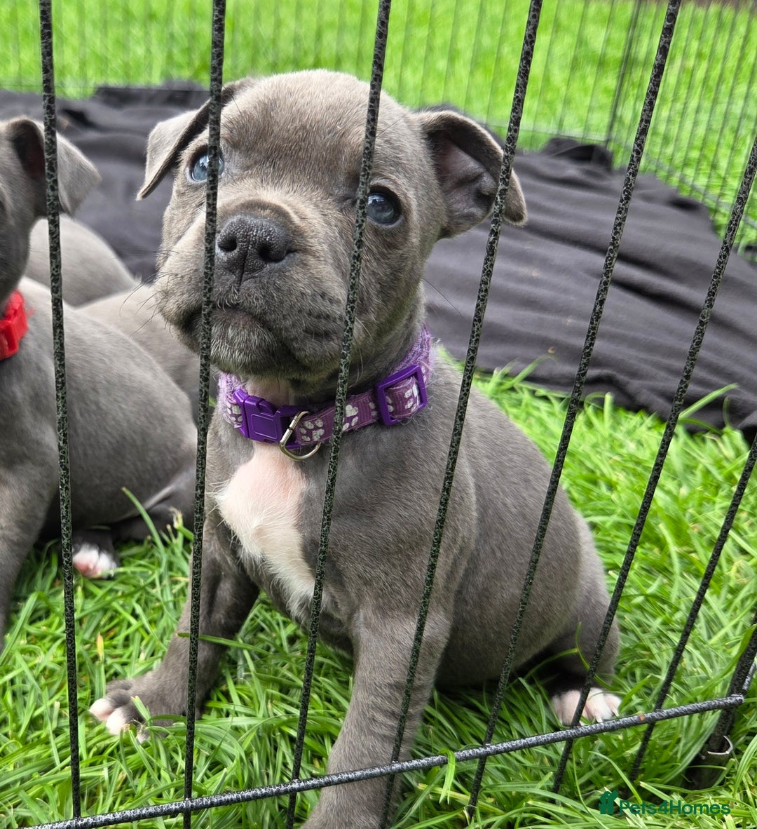 Staffordshire Bull Terrier dogs for sale: Reduced, remaining 2 KC Blue SBT - Image 15