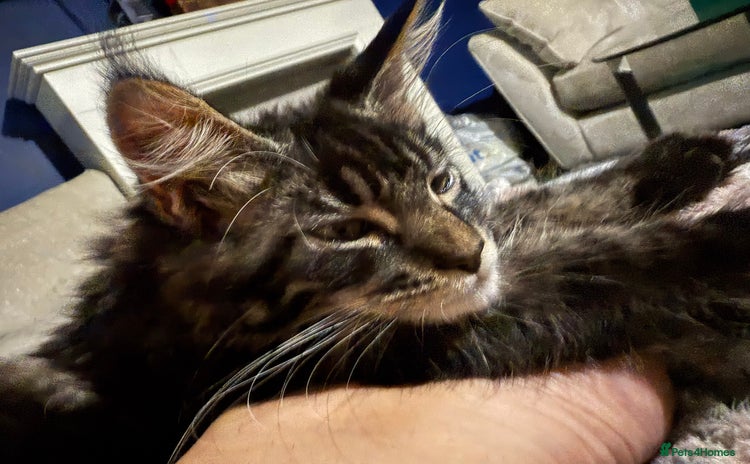 Maine Coon cats - Advert 5