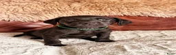 Labrador Retriever dogs for sale: Exceptional KC Reg Labrador Puppies For Sale! - Advert 13