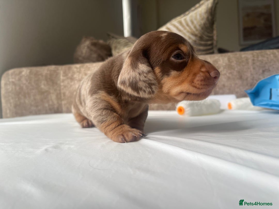 Dachshund dogs for sale: Miniature dachshund puppies  - Image 7