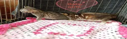 Bengal cats for sale: Bengal Cross kittens  - Advert 9