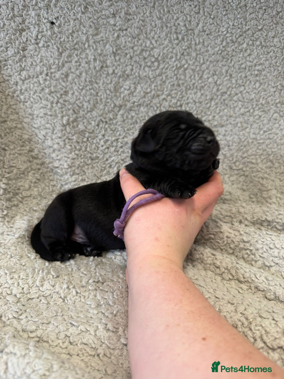 Goldador dogs for sale: Gorgeous Black Goldadors   - Advert 16