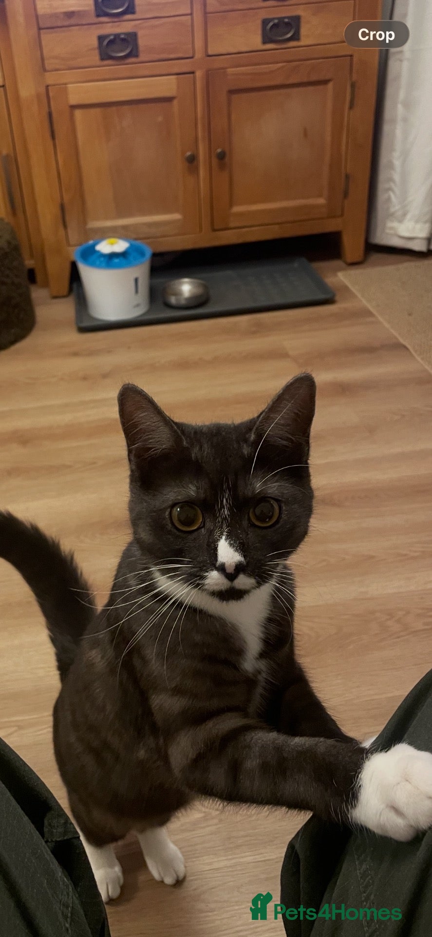 Mixed Breed cats for sale: Short haired Male cat  - Advert 15