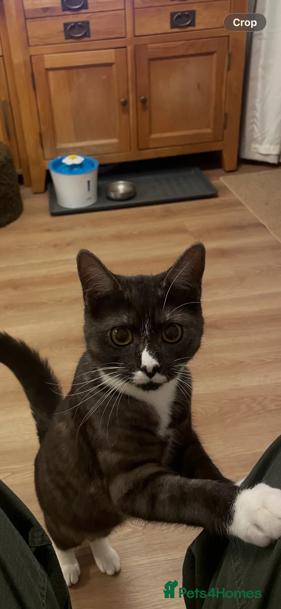 Mixed Breed cats for sale: Short haired Male cat  - Advert 1