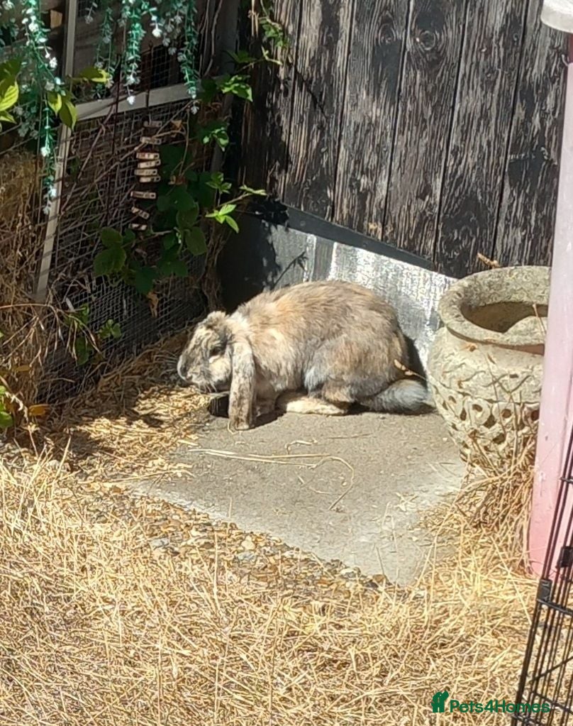 French Lop rabbits Pedigree French lop rabbit for sale - Advert 15