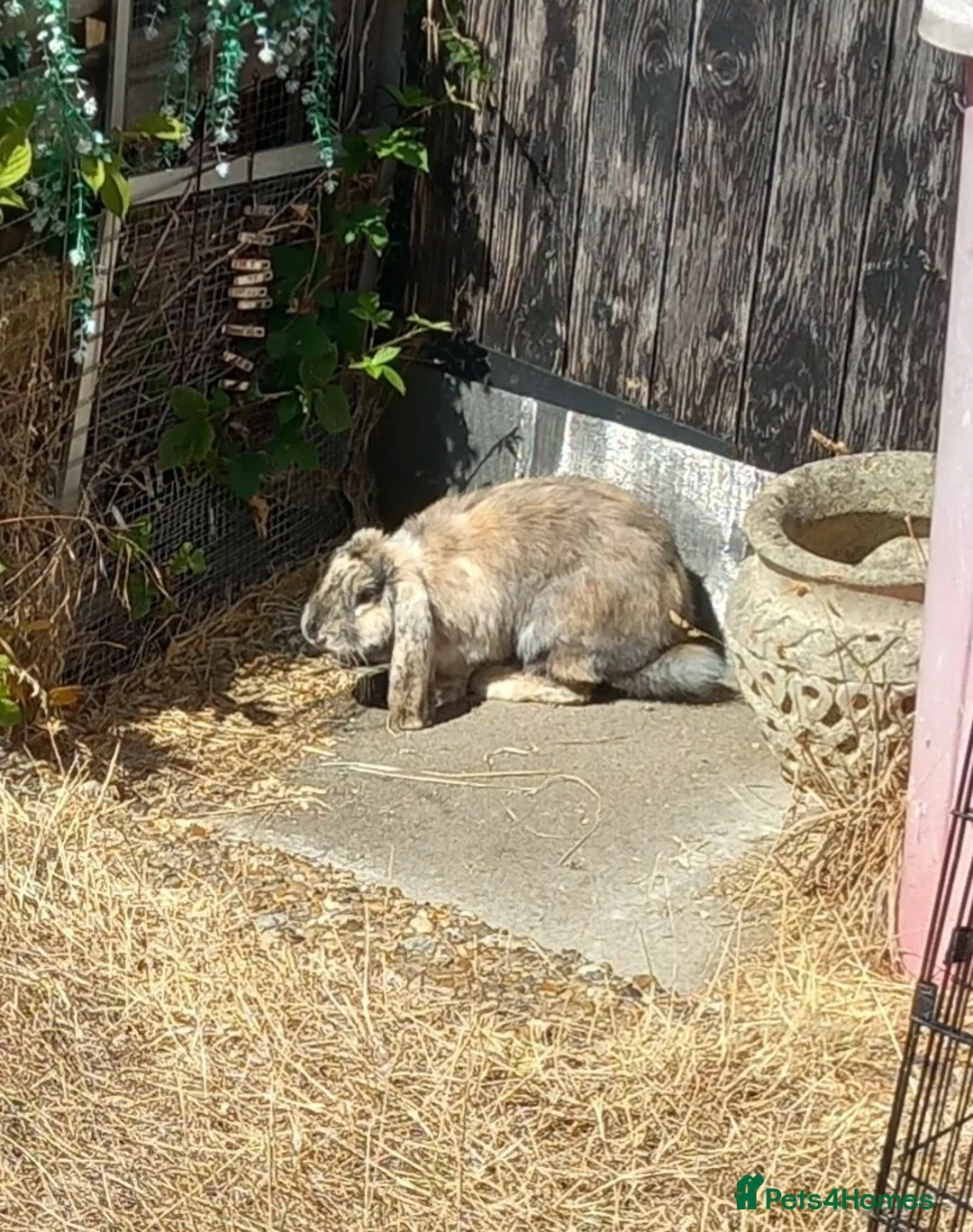 French Lop rabbits for sale: Pedigree French lop giant rabbit for sale - Advert 1
