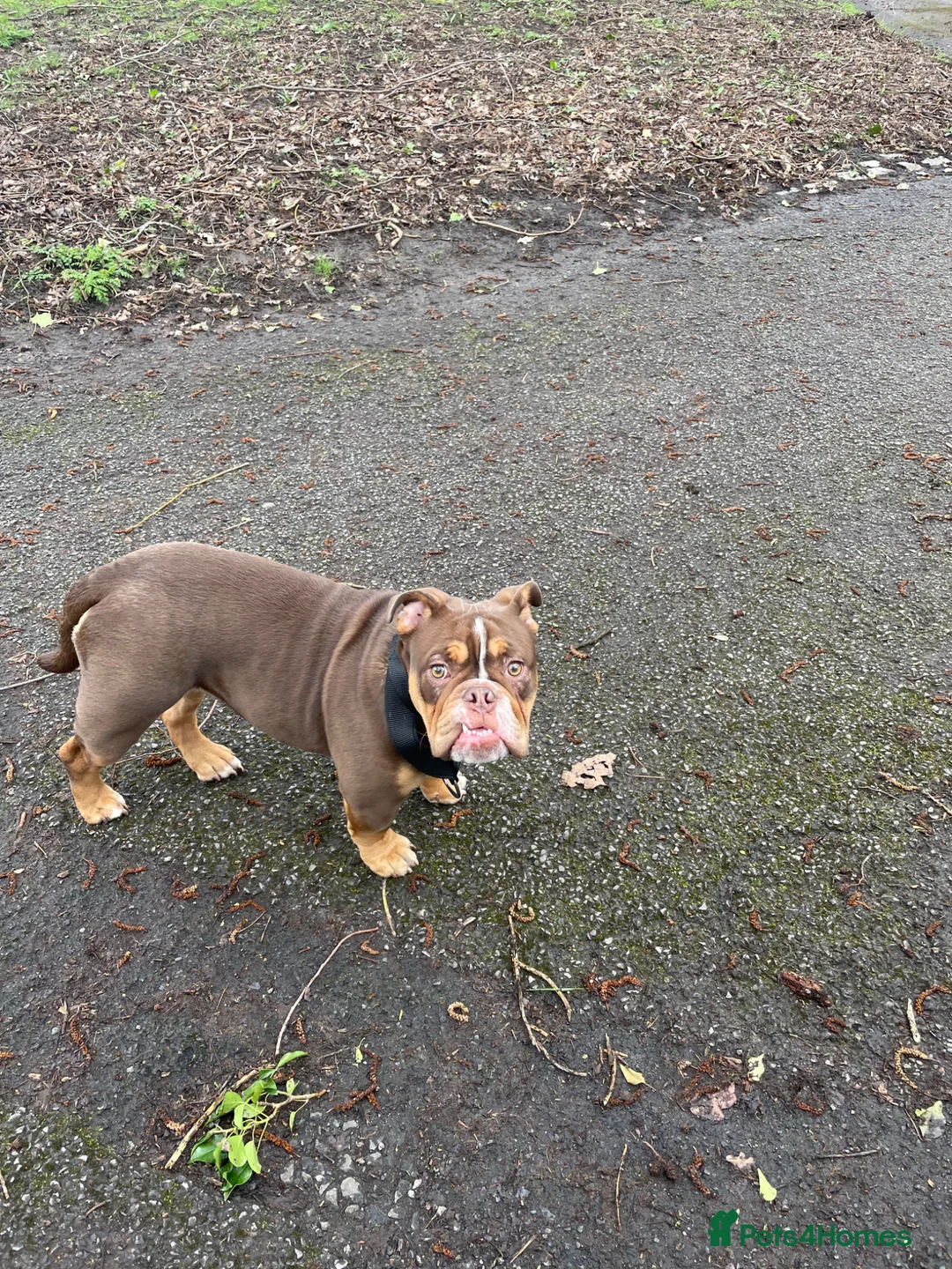 English Bulldog dogs for sale: BUDDY  in Manchester - Advert 2