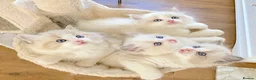 Ragdoll cats for sale: READY NOW *** INDOOR FULL PEDIGREE RAGDOLL KITTENS - Advert 10