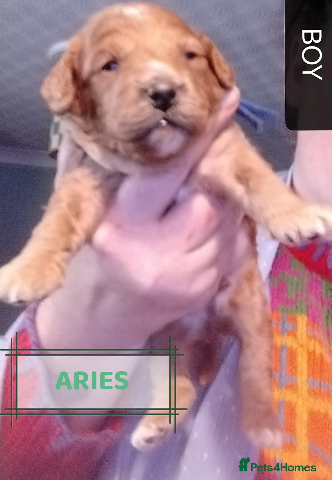 Mixed Breed dogs for sale: Adorable Maltipoo/Cockapoo Puppies - Advert 10