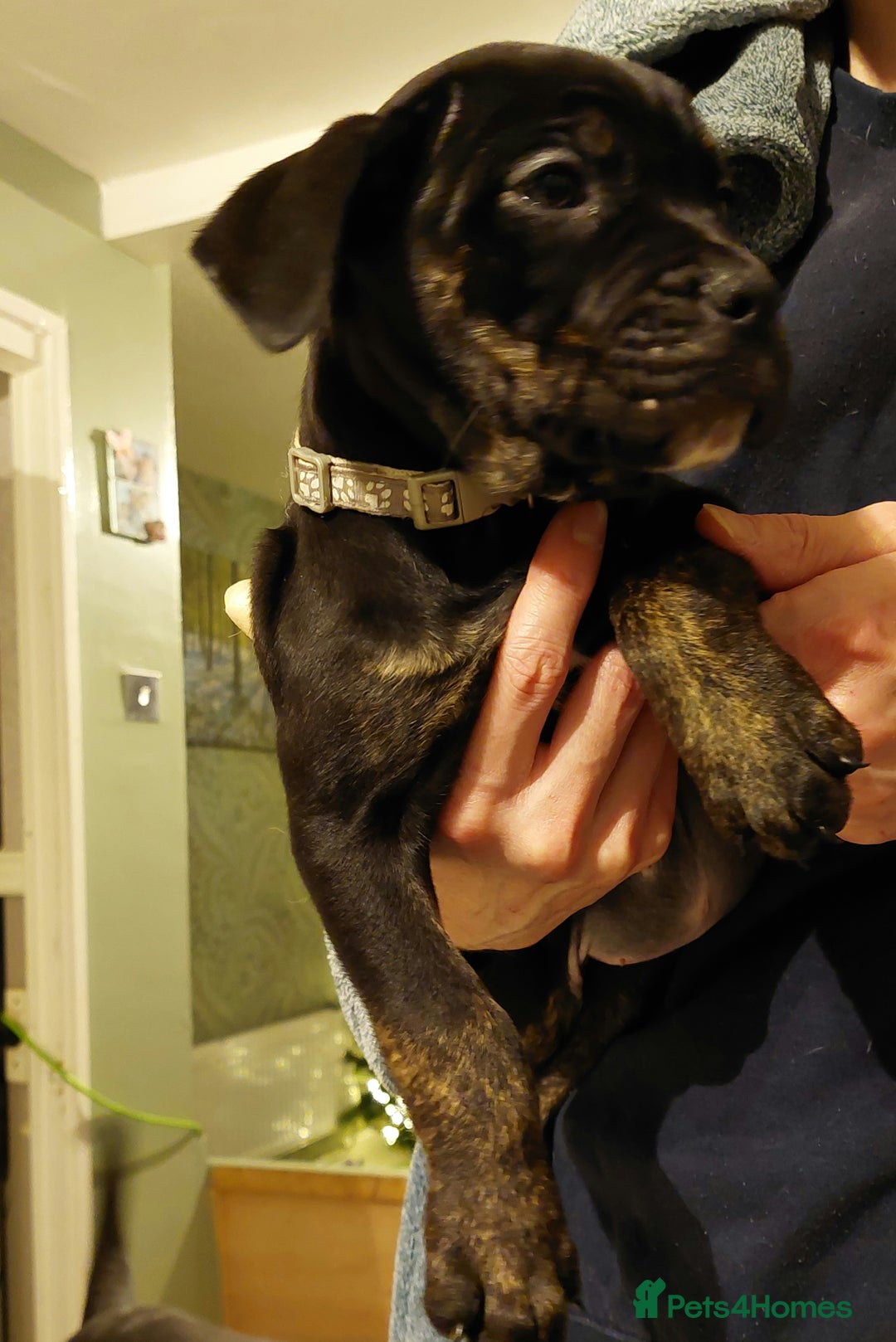 Mixed Breed dogs for sale: Cane Corso cross American bulldog puppy's  - Advert 19