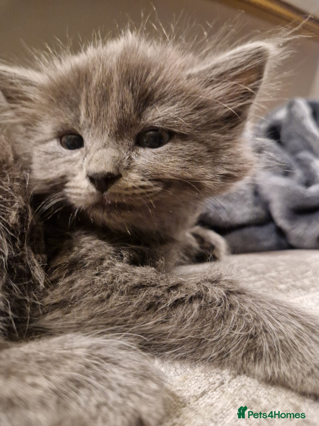 Mixed Breed cats for sale: Long haired Grey kittens  - Image 6
