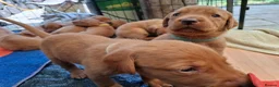 Labrador Retriever dogs for sale: Stunning  working stock, Fox red labradors in Farnham - Advert 2