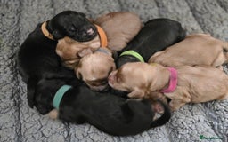 Cockapoo dogs for sale: Stunning f1b cockapoo puppies - Image 10