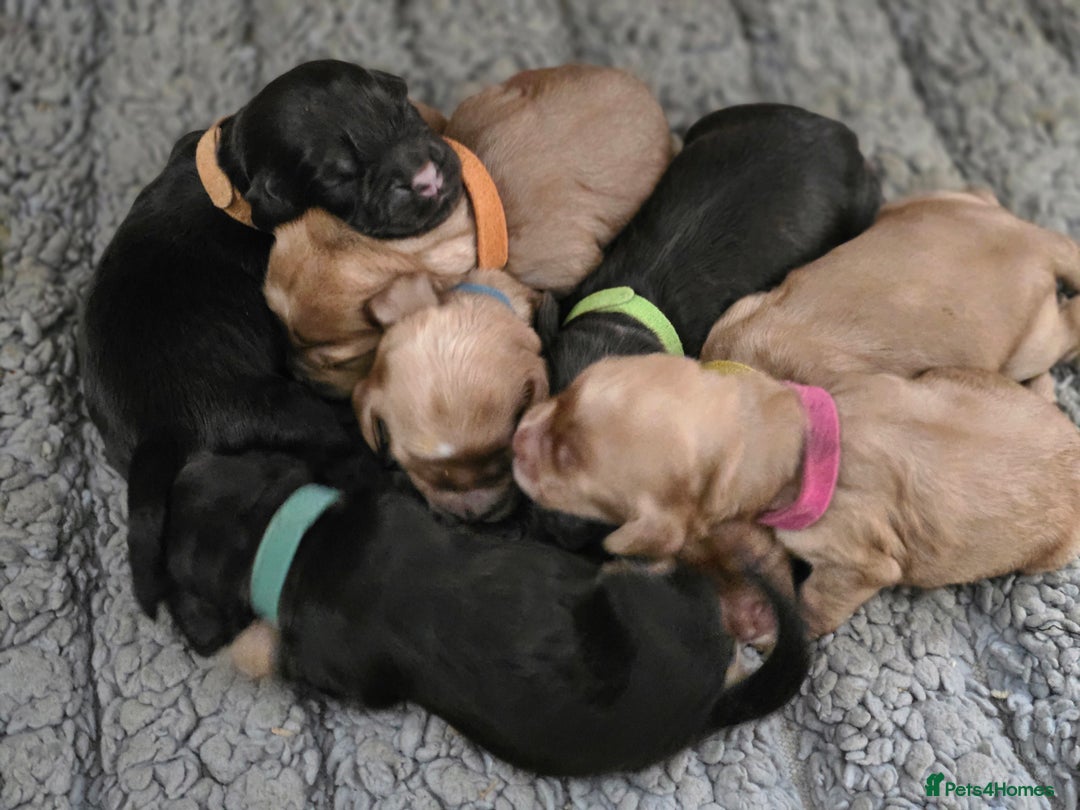 Cockapoo dogs for sale: Stunning f1b cockapoo puppies - Image 10