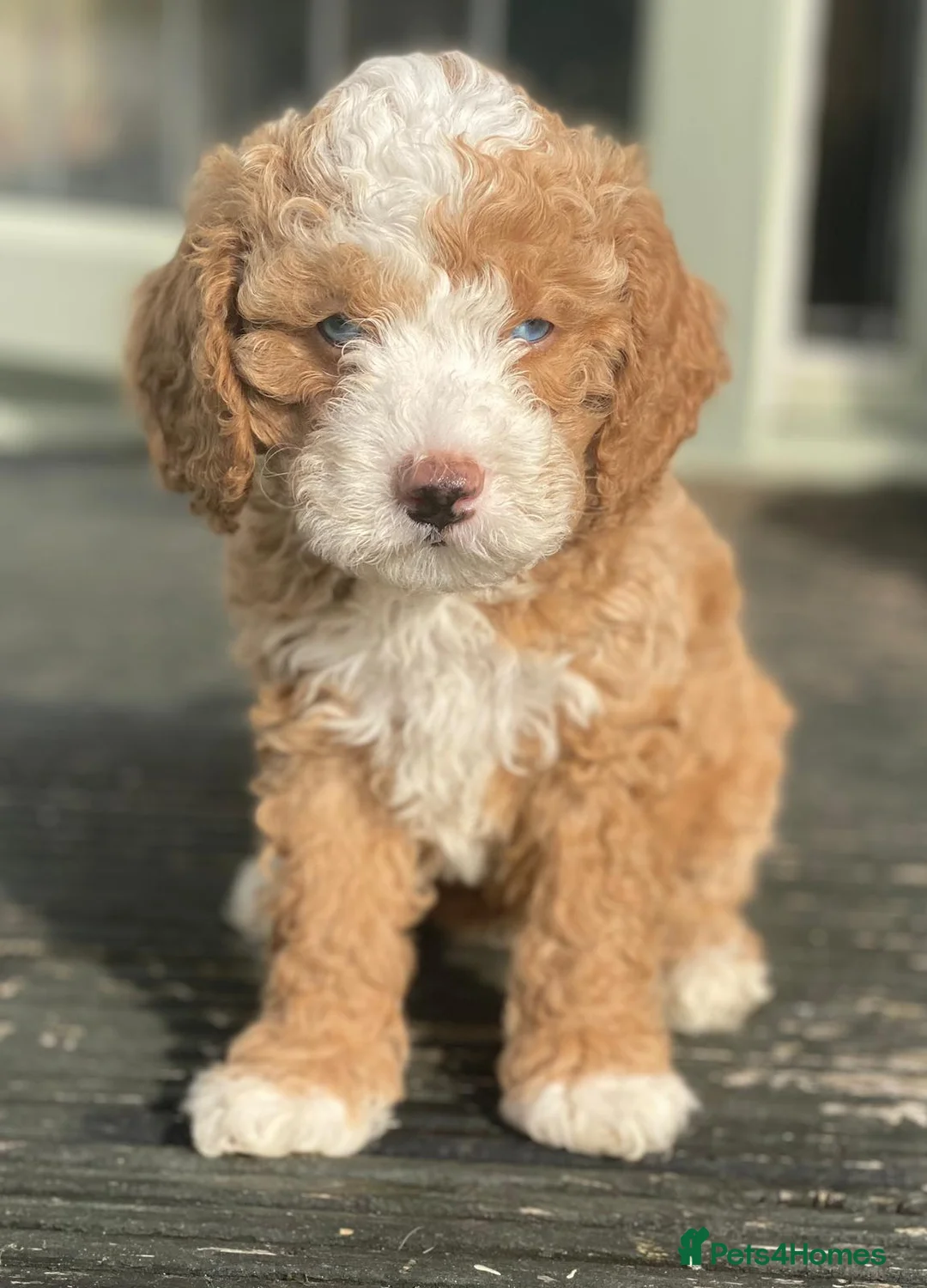 Poodle dogs for stud: Merle black & silver poodle for stud only .  in Lincoln - Advert 32