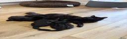 Mixed Breed cats for sale: Maine Coon Kittens  - Advert 4