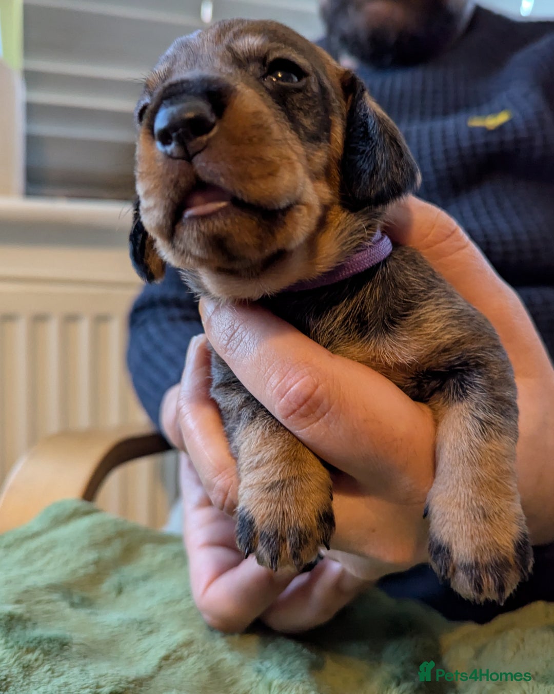 Dachshund dogs for sale: Standard Wirehaired Dachshund Puppies - Image 19