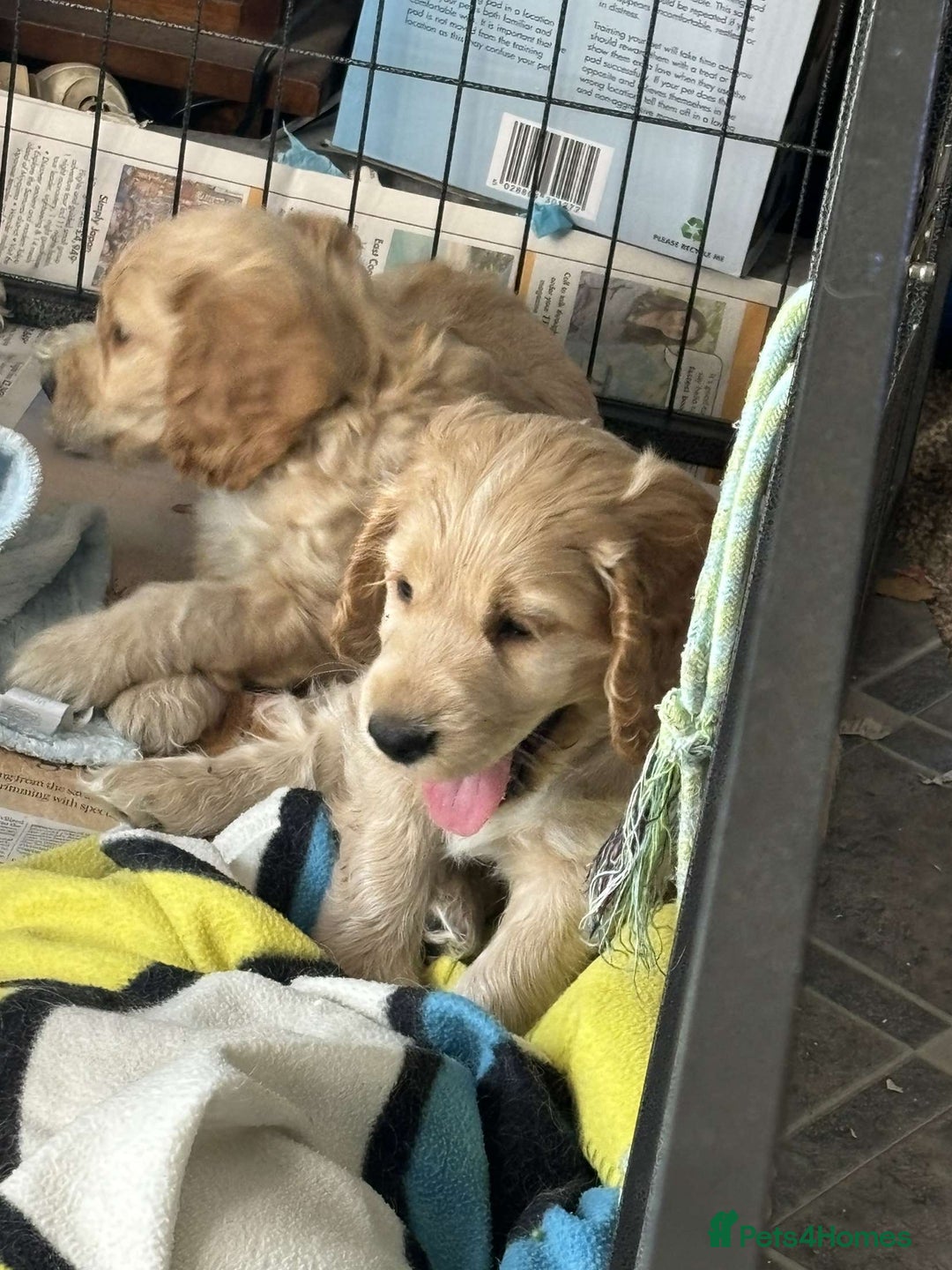 Cockapoo dogs for sale: Cockapoo puppies ready now!!! - Image 22