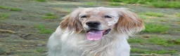 English Setter dogs for adoption: Angus in Newcastle upon Tyne - Advert 4