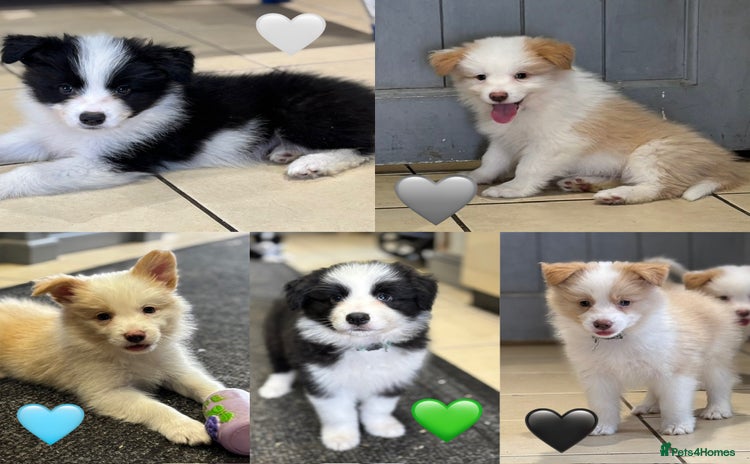 Border Collie dogs - Advert 10