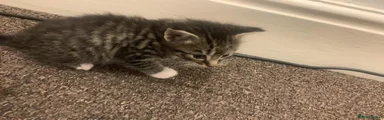 British Shorthair 3