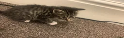 British Shorthair cats for sale: Kittens  - Advert 6