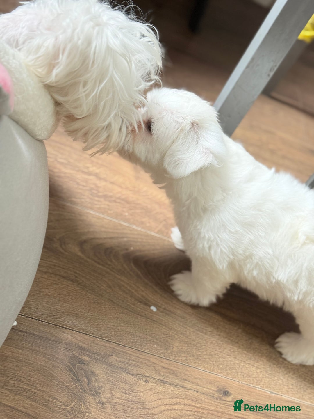 Maltese dogs for sale: Maltese pups/dogs/puppies  - Image 6