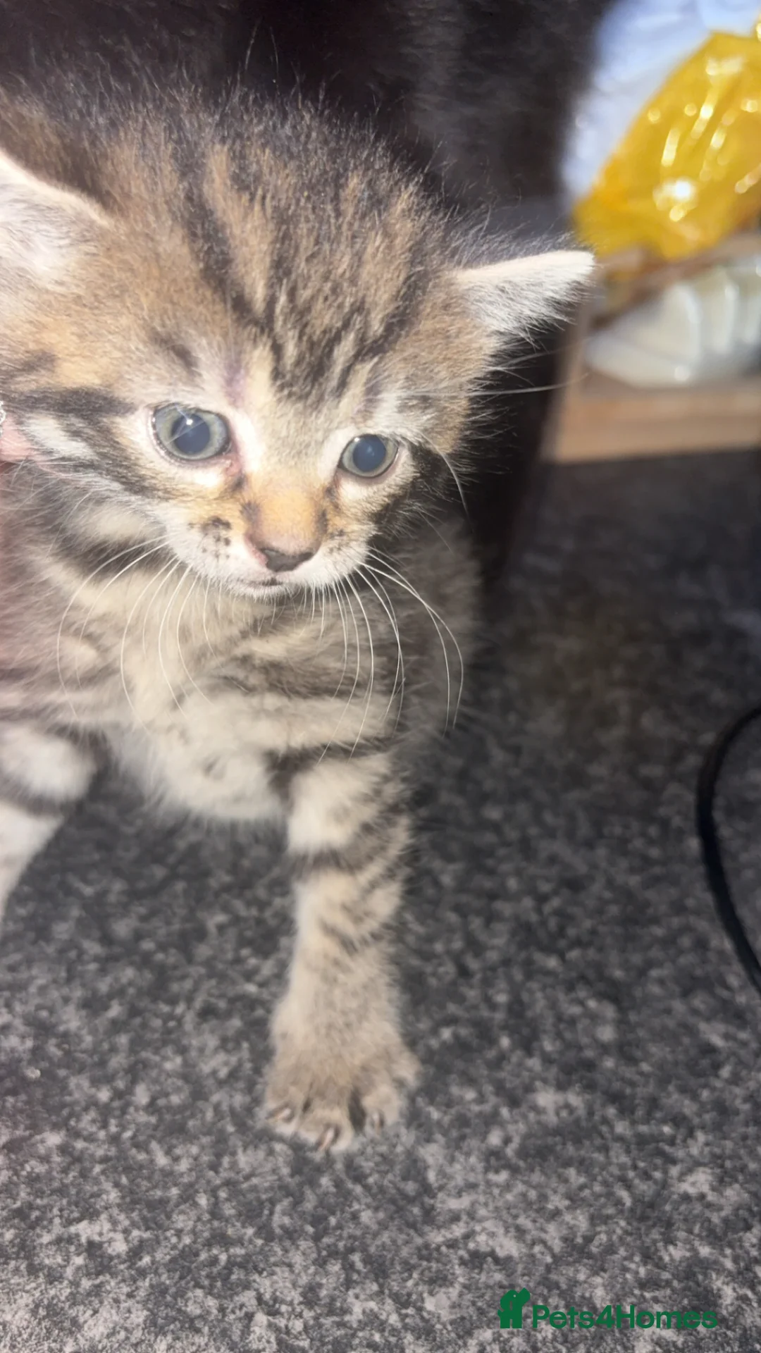 Mixed Breed cats for sale: 2 beautiful girls  - Advert 2