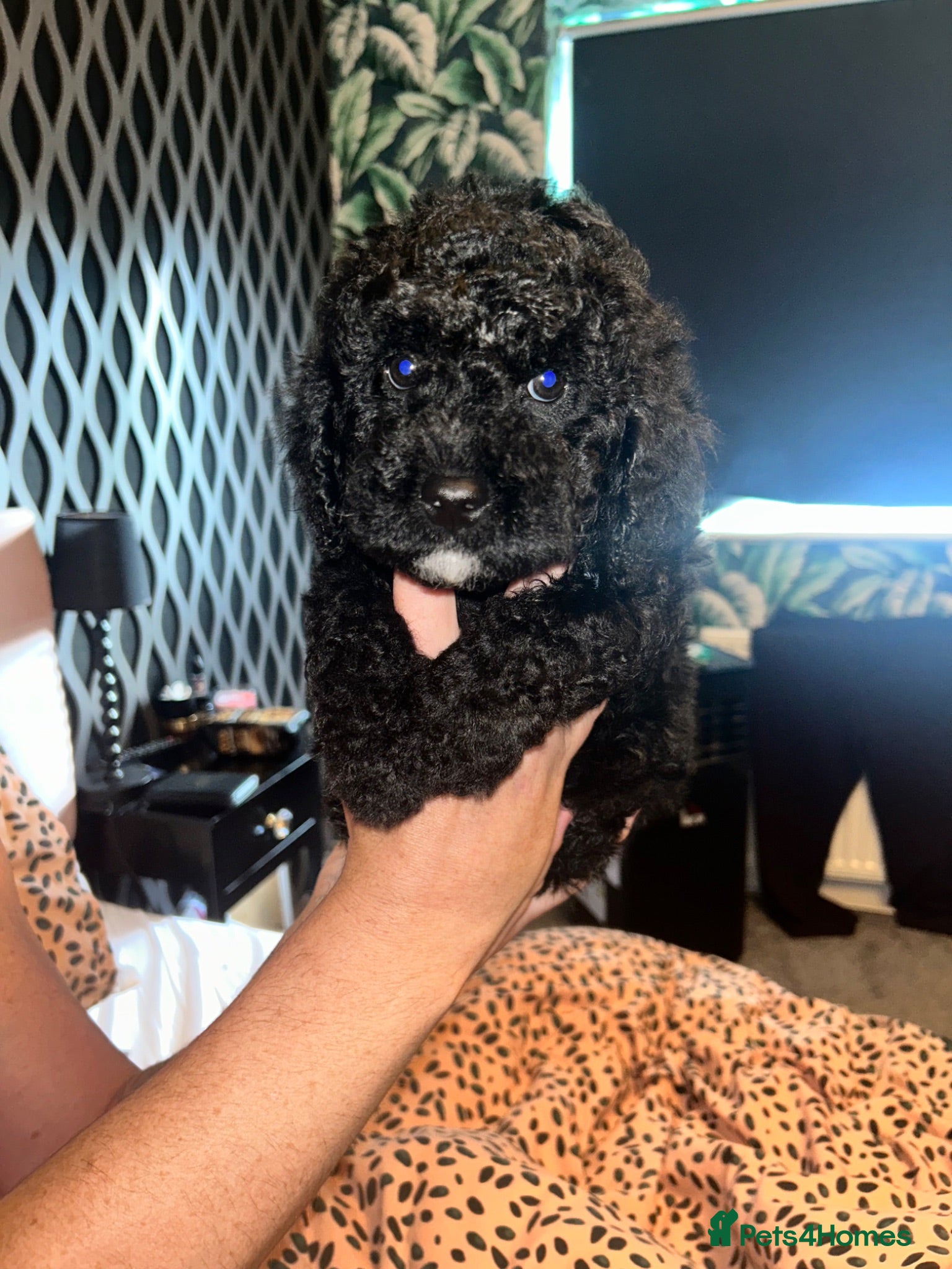 Cavapoochon dogs Exceptional Cavapoochon Boys – Elite Home-Bred - Advert 1