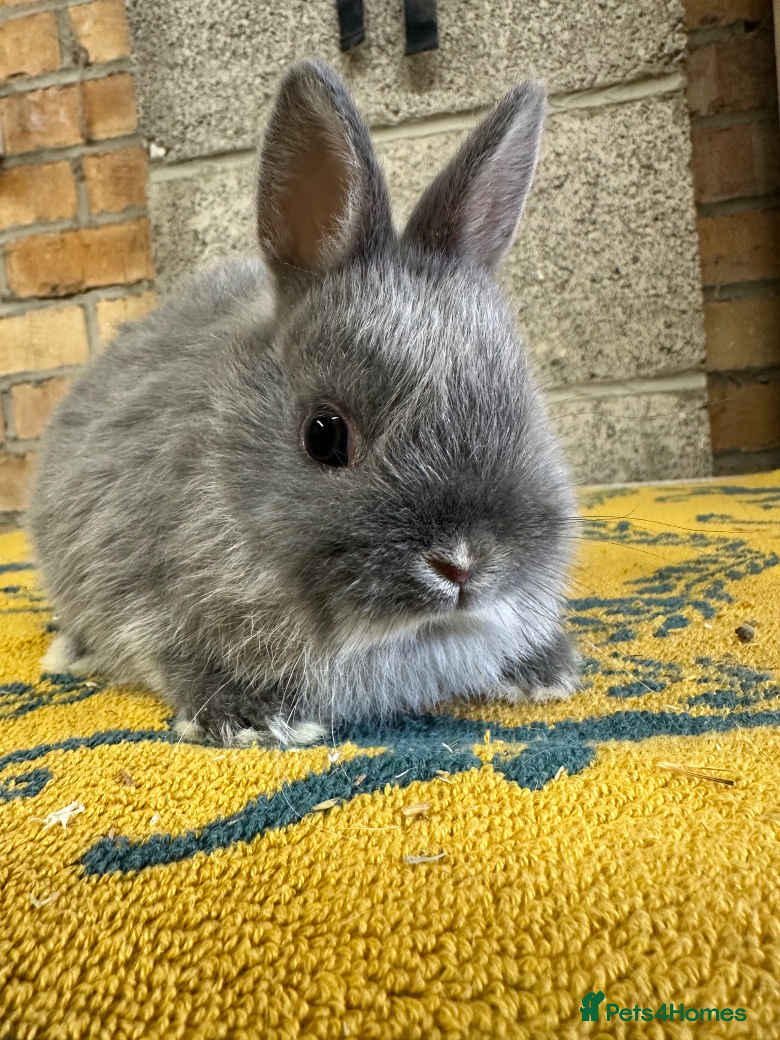 Netherland Dwarf rabbits Male Netherland Dwarf Rabbits For Sale - Advert 1
