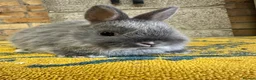 Netherland Dwarf rabbits for sale: Male Netherland Dwarf Rabbits For Sale - Advert 1