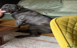 Cane Corso dogs for sale: Dog cane corso - Image 5