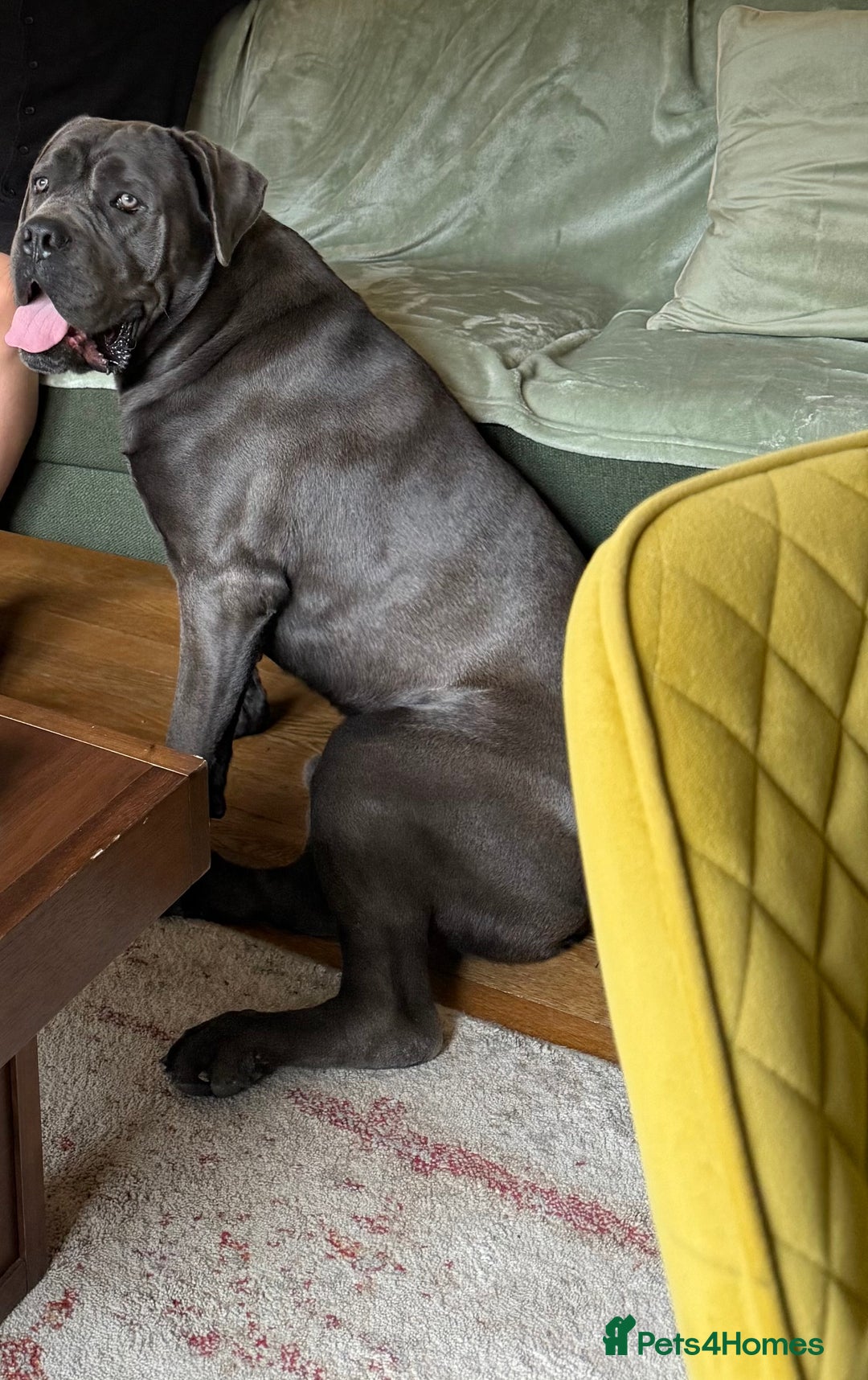 Cane Corso dogs for sale: Dog cane corso - Image 5