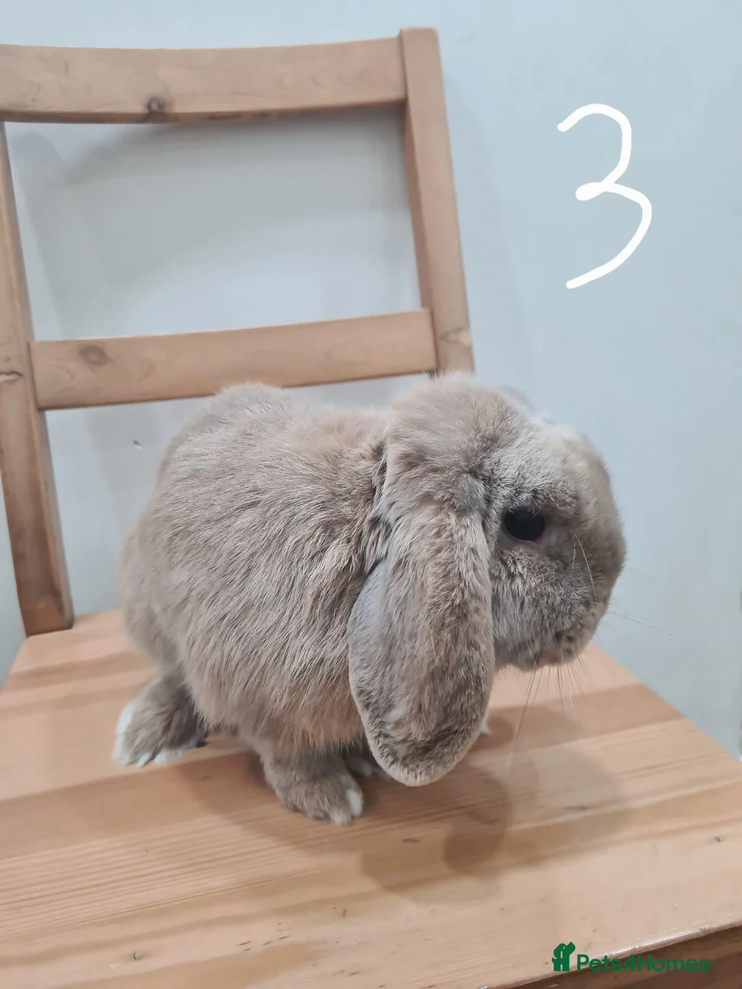 Mini Lop rabbits for sale: Pure breed mini lops  - Advert 3