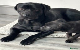 Mixed Breed dogs for sale: cano corso cross lilac british bulldog - Image 13